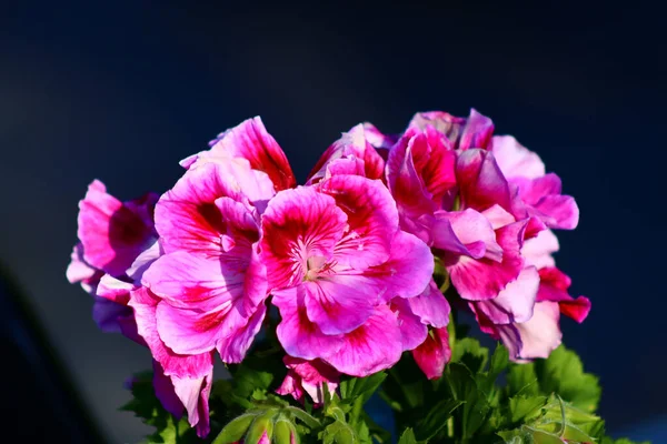 Zbliżenie Ujęcie Różowe Pelargonie Grona Ciemnym Odosobnionym Tle — Zdjęcie stockowe