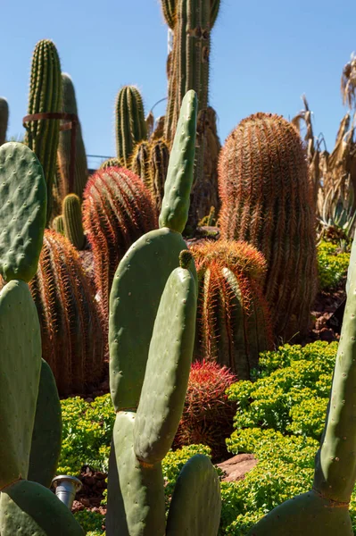 Plan Vertical Différents Cactus Plantés Dans Jardin Botanique Sous Lumière — Photo