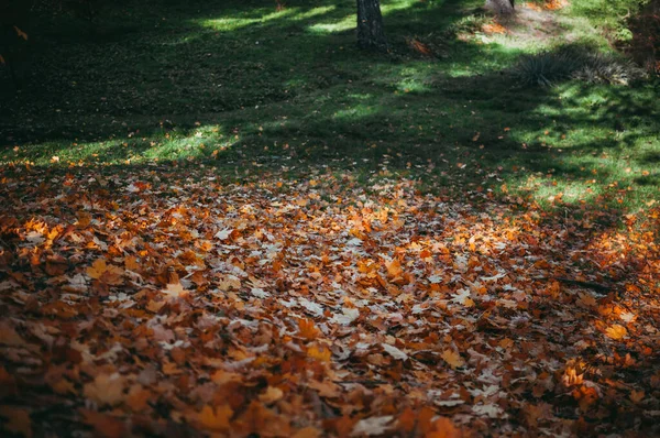 Парк Вкритий Зеленню Сушене Листя Під Сонячним Світлом Восени — стокове фото