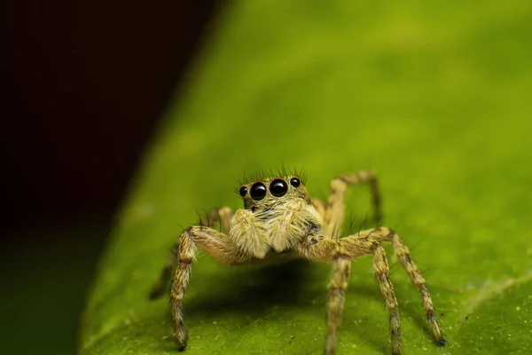 Μια Μακρο Φωτογραφία Μιας Αράχνης Που Πηδάει Ένα Πράσινο Φύλλο — Φωτογραφία Αρχείου