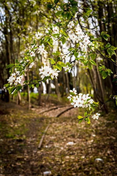Ένα Κάθετο Πλάνο Από Άνθη Κερασιάς Κλαδιά — Φωτογραφία Αρχείου