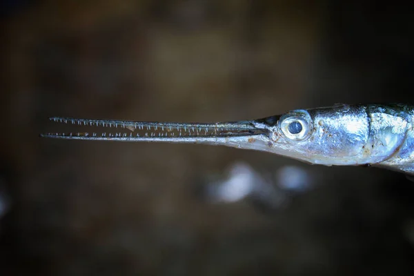 一只被捕获的石斑鱼在灯光下的特写镜头 背景模糊不清 — 图库照片