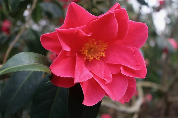 Een Selectieve Focus Shot Van Een Mooie Roze Camelia — Stockfoto