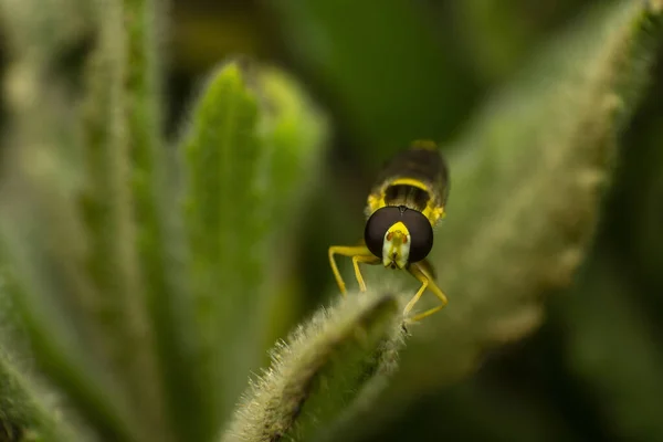 Une Guêpe Allemande Sur Une Tige Plante — Photo