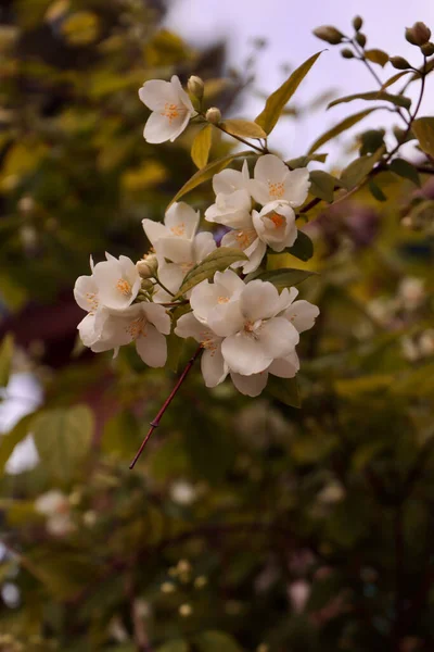 Vertical Shot Sweet Mock Orange Flowers Blooming Field Sunlight Blurry — Stock Photo, Image