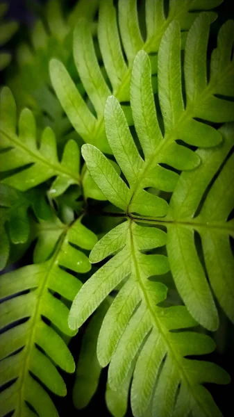 绿色蕨类植物的繁殖地叶子 — 图库照片