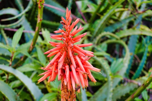 Pink Blossoming Aloe Flower Garden — Stock Photo, Image