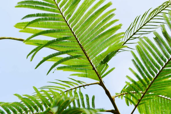 Verse Palmbladeren Onder Een Blauwe Zonnige Hemel — Stockfoto