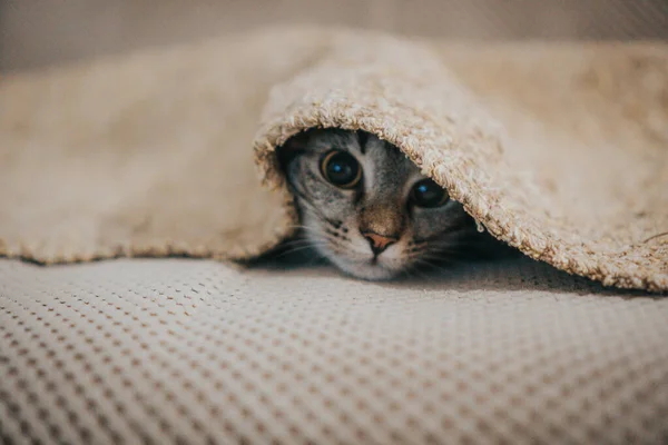Eine Aufnahme Einer Kleinen Gestromten Katze Unter Badetuch — Stockfoto