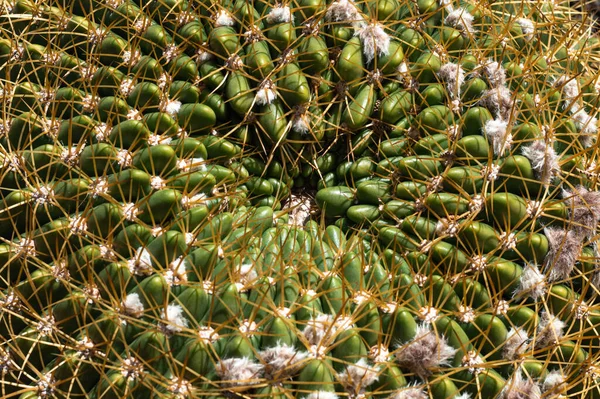 Een Closeup Van Gouden Vat Cactus Een Tuin Onder Het — Stockfoto