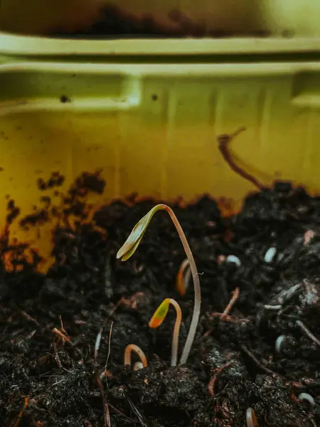 Una Imagen Vertical Brotes Crecimiento Concepto Agricultura — Foto de Stock