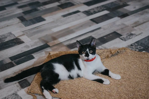 Een Opname Van Een Zwart Witte Kat Liggend Vloer — Stockfoto