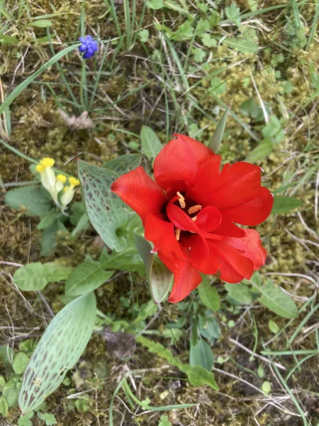 Close Tulipa Greigii Vermelho Florescendo Campo Sob Luz Solar Com — Fotografia de Stock