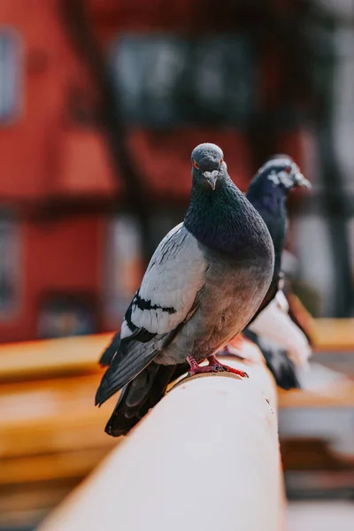 站在金属棒上的有选择的有图案的鸽子镜头 — 图库照片