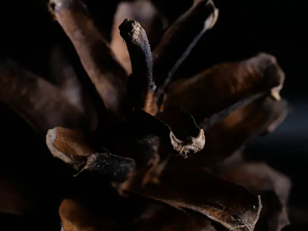 Studio Shot Pine Cone Black Background — Stock Photo, Image