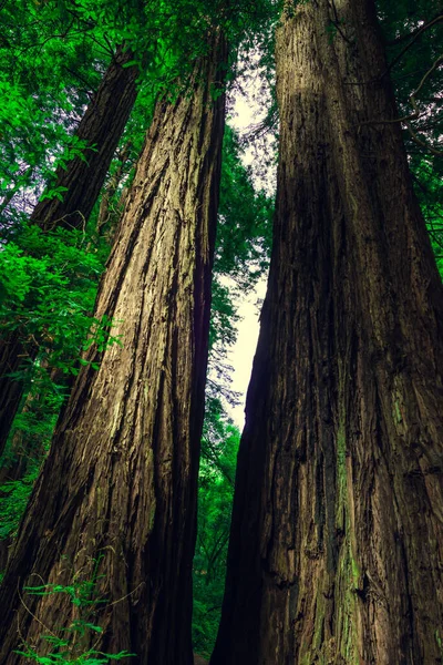 Muir Ormanı Ulusal Anıtı Nın Yeşil Ormanında Dikey Bir Ağaç — Stok fotoğraf