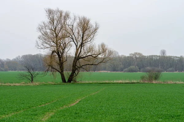 Una Splendida Vista Delle Foreste Dei Verdi Campi Agricoli Sotto — Foto Stock