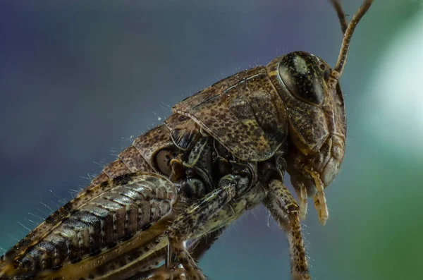 Plan Rapproché Insecte Acridien Sur Fond Flou — Photo