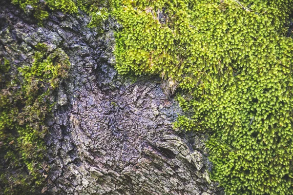 一种粗糙的树皮质地 绿色苔藓 水平背景 — 图库照片