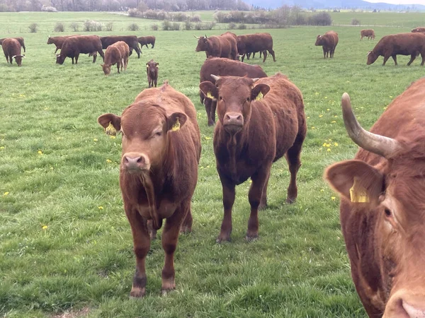 Paysage Troupeau Vaches Dans Champ Agricole Couvert Verdure Sous Lumière — Photo
