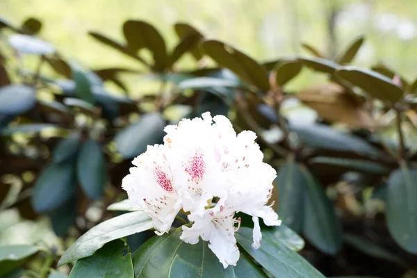 Eine Nahaufnahme Eines Weißen Pazifischen Rhododendrons Mit Dunkelgrünen Blättern Hintergrund — Stockfoto