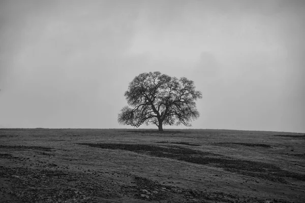 Uma Escala Cinza Uma Árvore Solitária Campo — Fotografia de Stock