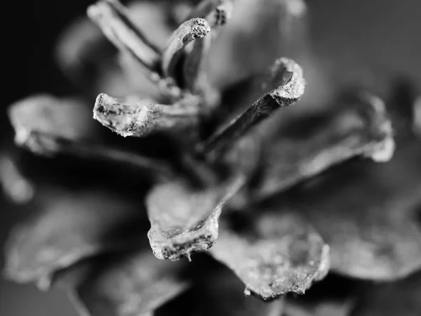 Grayscale Studio Shot Pine Cone Black Background — Stock Photo, Image