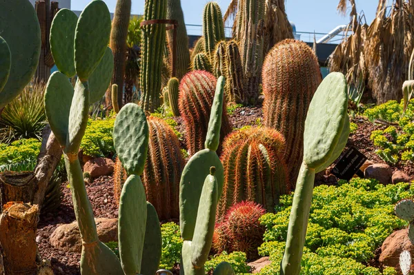Gros Plan Différents Cactus Fleurs Dans Une Zone Déserte Sous — Photo