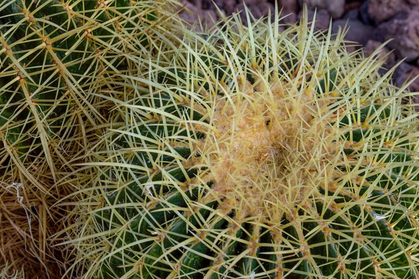 Closeup Cacti Dourado Potted Barril Jardim Luz Dia — Fotografia de Stock