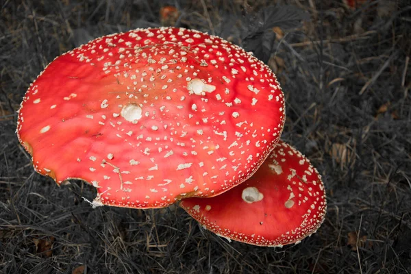 森林里的木耳蘑菇特写镜头 — 图库照片