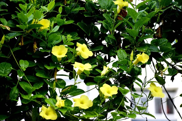 Belas Flores Mandevilla Amarelas — Fotografia de Stock