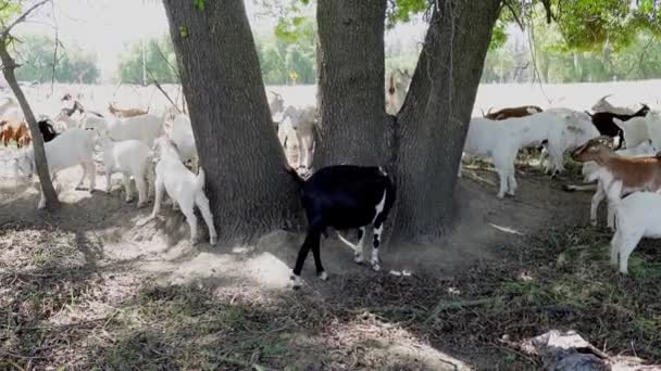 Skupina Roztomilých Psů Farmě Velkým Plotem Psem Lese — Stock video