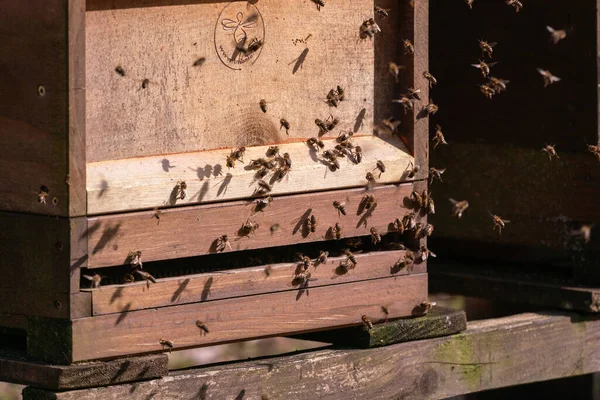 Primer Plano Grupo Abejas Cerca Hábitat Madera —  Fotos de Stock