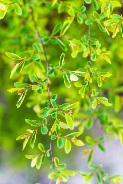 Tiro Foco Vertical Folhas Verdes Frescas Galhos Árvore Primavera — Fotografia de Stock