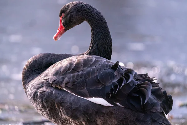 Primo Piano Cigno Nero Uno Stagno — Foto Stock