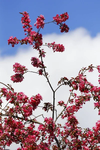 Disparo Vertical Árbol Flores Con Flores Rosadas Cielo Azul Claro — Foto de Stock