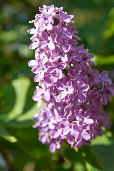 Gros Plan Fleurs Violettes Lilas Sur Fond Flou — Photo