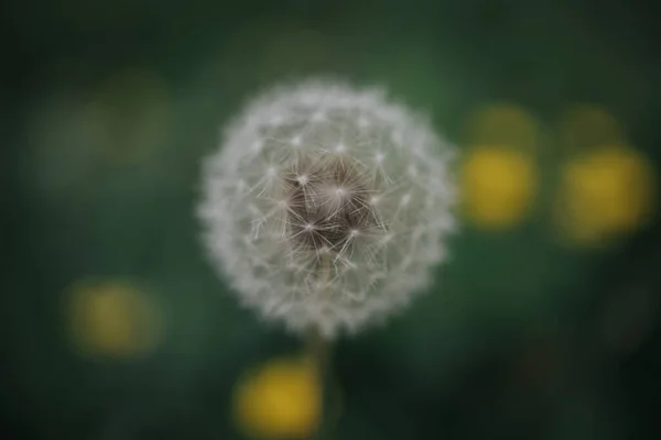 Closeup Shot Dandelion Perfect Wallpaper — Stock Photo, Image