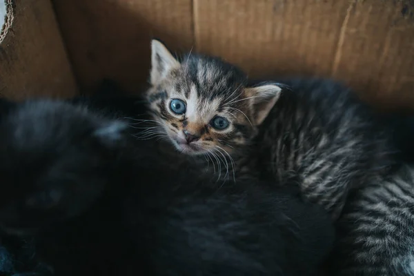 Eine Hochwinkelaufnahme Eines Niedlichen Kätzchens Das Auf Einem Bett Liegt — Stockfoto