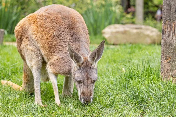 可愛いカンガルーが草を食べる — ストック写真