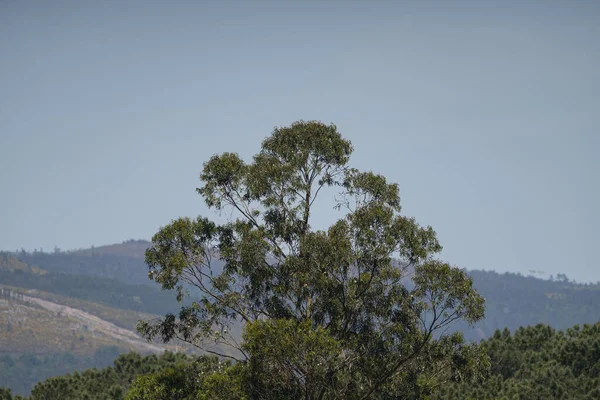 Ένα Δέντρο Ευκάλυπτος Ένα Βουνό Ενάντια Στον Γαλάζιο Ουρανό — Φωτογραφία Αρχείου