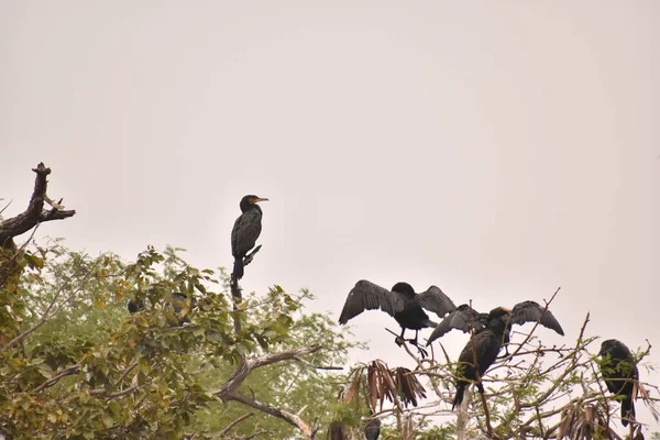 Zbliżenie Ptaków Tropikalnych Siedzących Drzewach Indiach — Zdjęcie stockowe