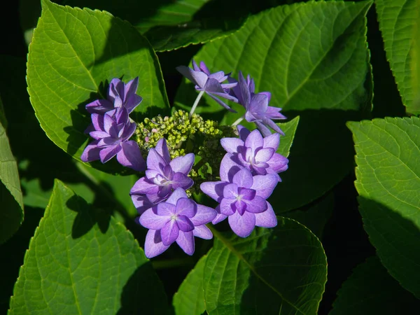 Primer Plano Una Hortensia Púrpura Floreciendo Mediados Primavera Con Hojas — Foto de Stock