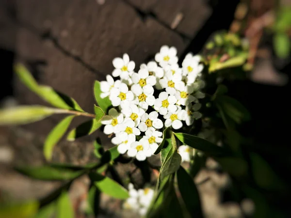Tiro Ângulo Alto Pequenas Flores Cereja Pássaro Branco — Fotografia de Stock