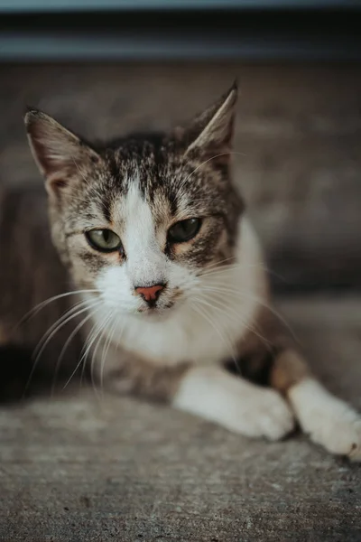 Függőleges Lövés Egy Foltos Fehér Szürke Tabby Macska Nézi Kamerát — Stock Fotó