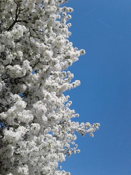 Disparo Vertical Árbol Flores Con Flores Blancas Cielo Azul Claro — Foto de Stock