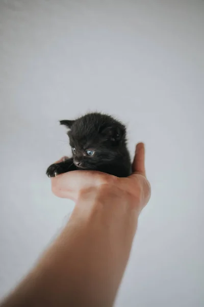 Low Angle Shot Person Hand Holding Cute Kitten — Stock Photo, Image