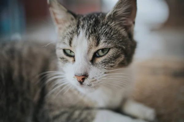 Portré Egy Aranyos Belföldi Macska Zöld Szemekkel Feküdt Földön — Stock Fotó