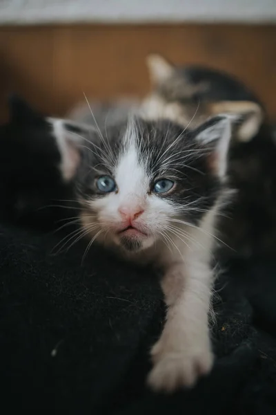 ベッドの上で毛布を引っ掻いている間 青い目をしたかわいい子猫 — ストック写真