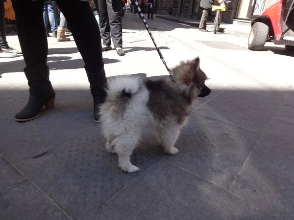 Крупный План Немецкой Собаки Шпица Улицах Флоренции Италия — стоковое фото